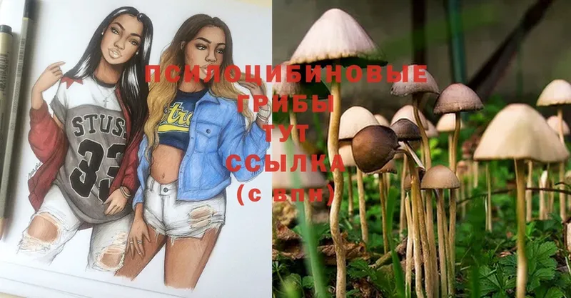 Псилоцибиновые грибы Psilocybe Краснознаменск